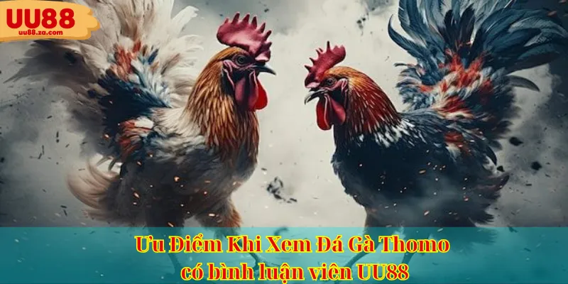 Ưu Điểm Khi Xem Đá Gà Thomo có bình luận viên UU88
